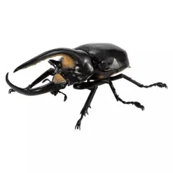 BANDAI Ikimono Encyclopedia Beetle 08 Complete Set Figure Capsule Toy Japan