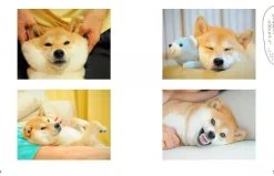 KADOKAWA Books*Walk forever with Kabosu Book JAPAN OFFICIAL