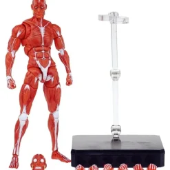 KEEPGOING Studio Human Muscle Model Red 1/12 Action Figure JAPAN OFFICIAL