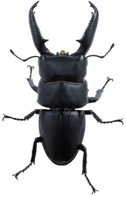 SO-TA Figure*Animalier Collection Dorcus Titanus 4Pack BOX 1/1 Figure JAPAN OFFICIAL