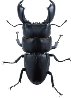 SO-TA Figure*Animalier Collection Dorcus Titanus 4Pack BOX 1/1 Figure JAPAN OFFICIAL