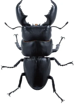 SO-TA Figure*Animalier Collection Dorcus Titanus 4Pack BOX 1/1 Figure JAPAN OFFICIAL