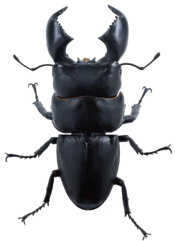 SO-TA Figure*Animalier Collection Dorcus Titanus 4Pack BOX 1/1 Figure JAPAN OFFICIAL